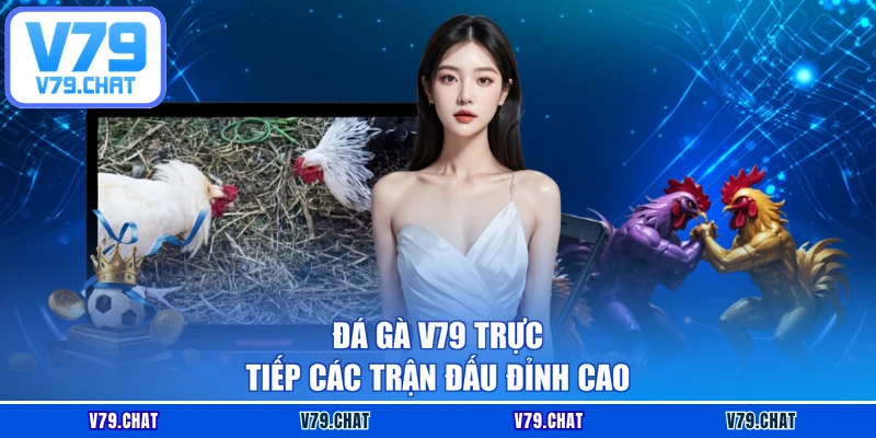 Đá gà V79 trực tiếp các trận đấu đỉnh cao